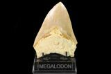 Serrated, Fossil Megalodon Tooth - West Java, Indonesia #161693-2